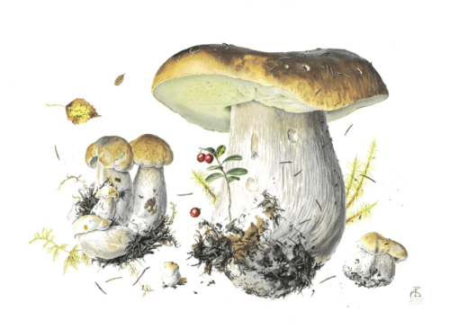Russia’s Native Mushrooms: Botanical Watercolors by Alexander Viazmensky post image